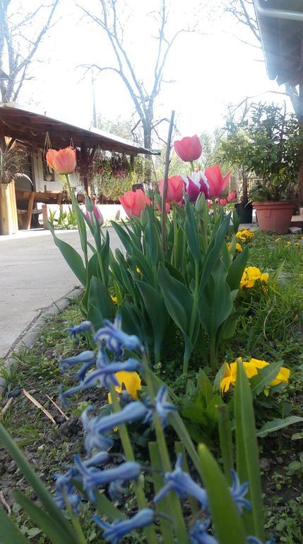 Farm Lackovic Farm stay